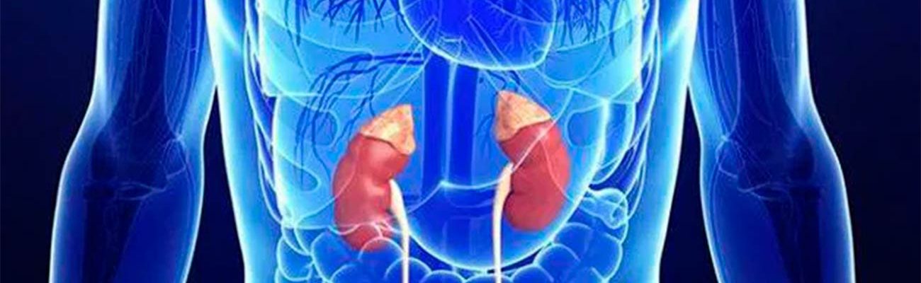 supra-renal-adrenal-1 supra-renal-adrenal-1