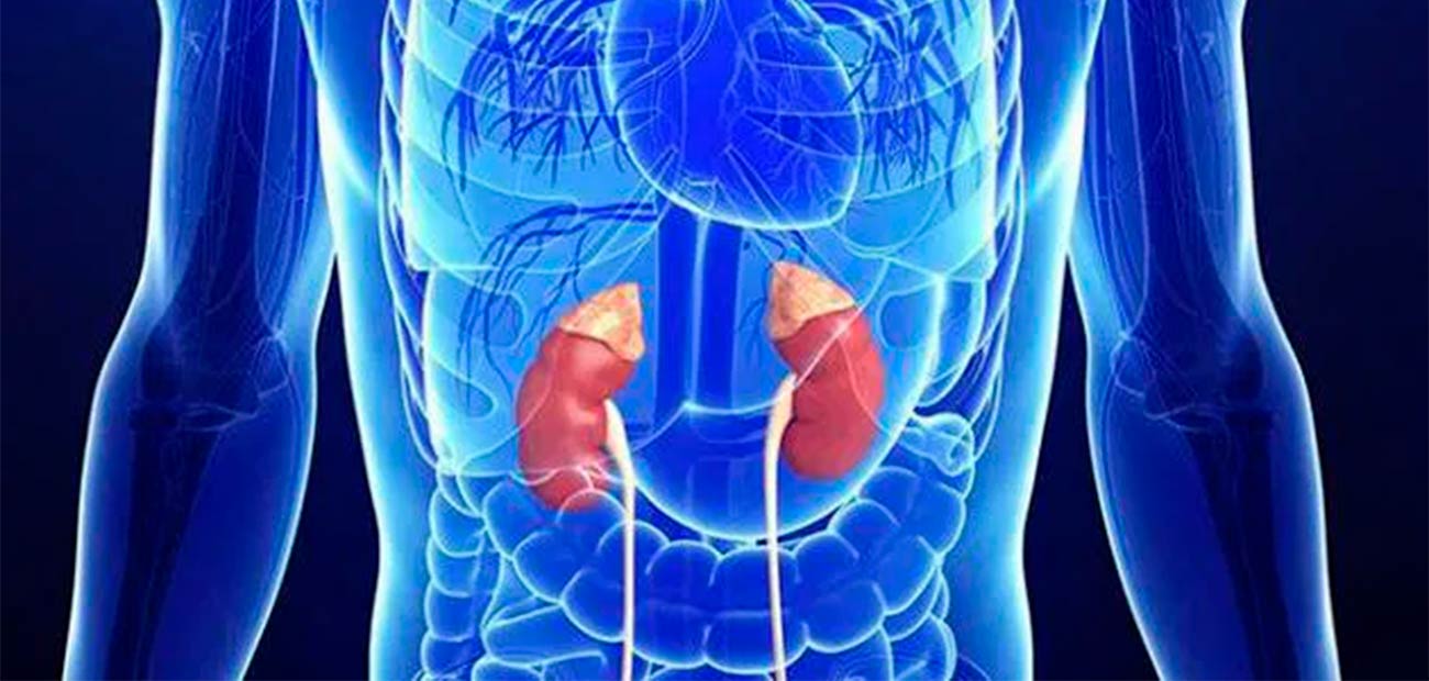 supra-renal-adrenal-1 supra-renal-adrenal-1